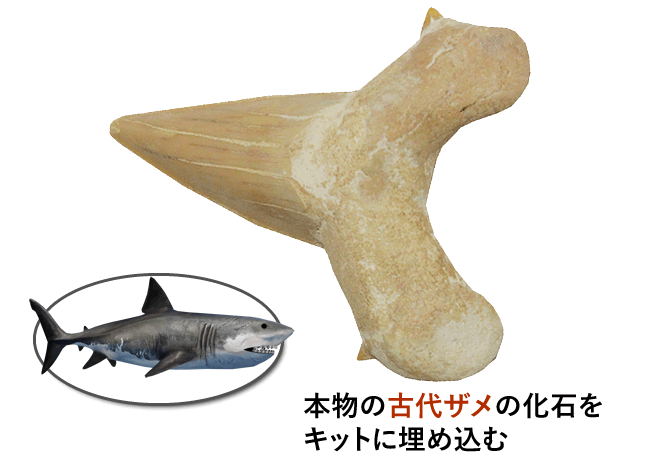 本物の古代鮫の化石をキットに埋め込む