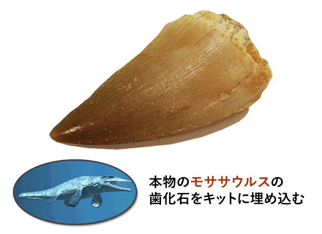 本物のモササウルスの歯化石をキットに埋め込む