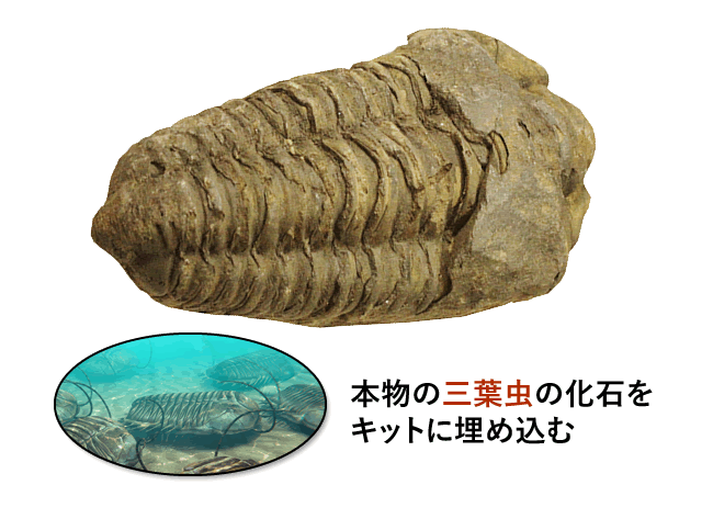 本物の三葉虫の化石をキットに埋め込む