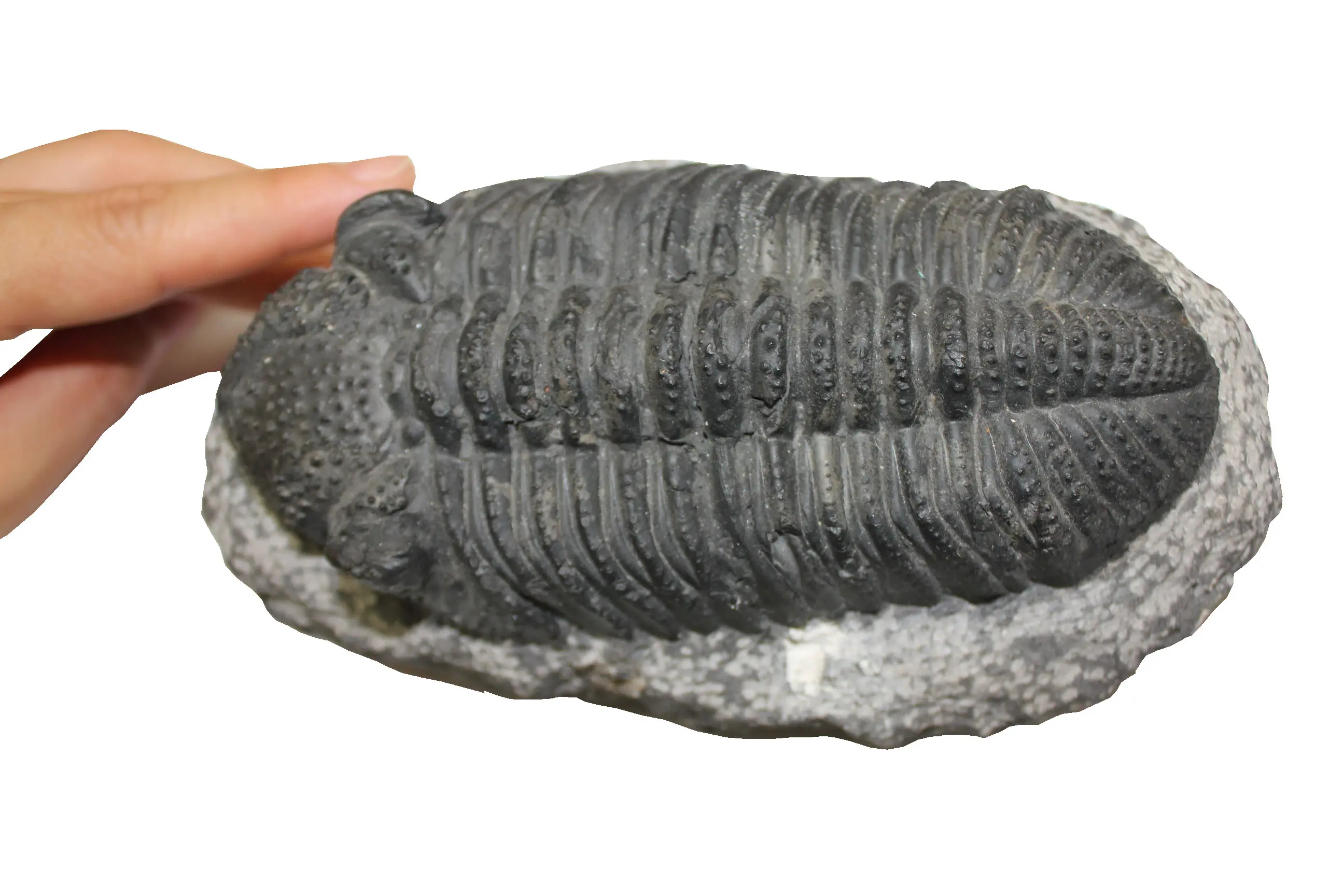 最大個体は17cm。長机半枚分で設置できます。