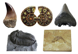 ミニ博物館計画！化石５点セットのレンタル