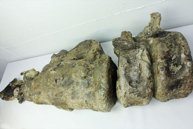トリケラトプスの巨大な首の骨の化石。実物は写真の倍以上大きく感じることでしょう。