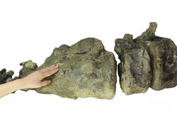 トリケラトプスの本物の骨の化石にタッチできるイベントのレンタル