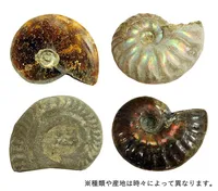 プレゼントに！直径2cmのアンモナイト