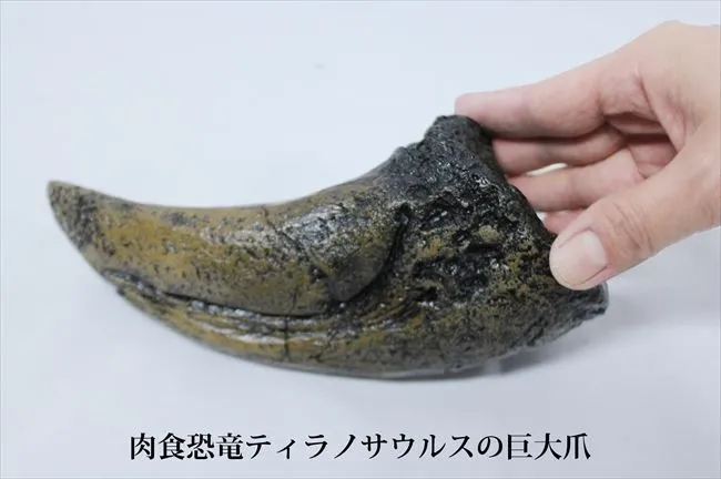 ティラノサウルス　化石の爪 楽天市場】【送料無料】【ティラノサウルス類/爪/化石】博物館級