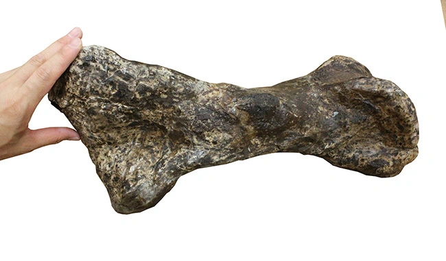 ランベオサウルスの化石にタッチ