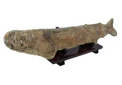 超！でっかい本物の魚化石の展示イベントのレンタル