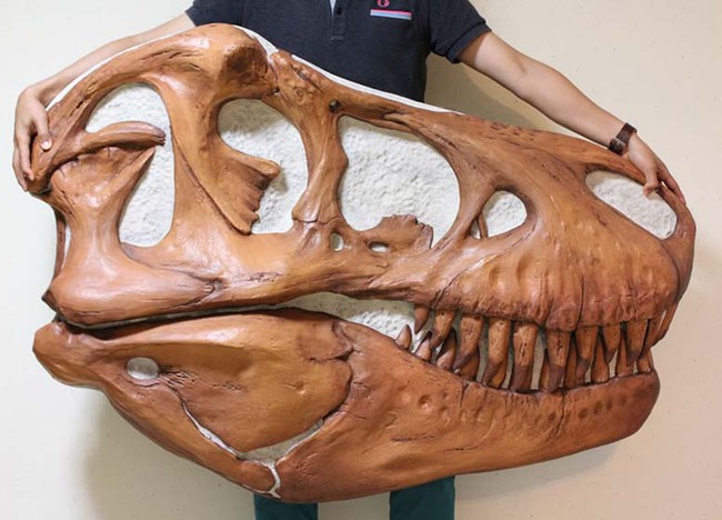 実寸大ティラノサウルス頭骨レプリカ（半面）のレンタル