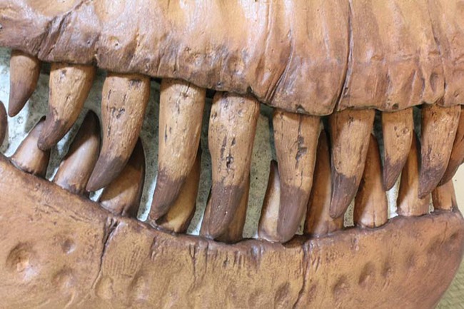 実寸大ティラノサウルス頭骨レプリカ（半面）のレンタル| イベント向け 