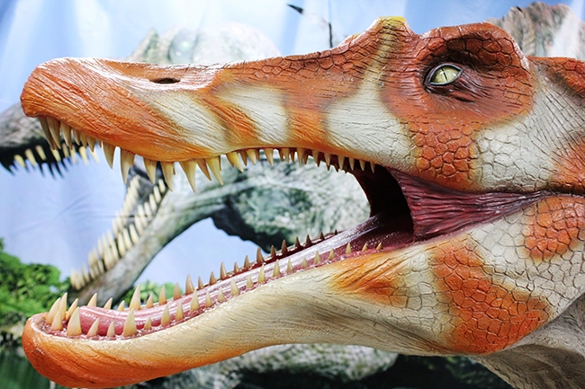 ジュラシックパーク３ですっかり有名になったスピノサウルス。このワニのような頭部が特徴の一つです。歯１本１本まで精巧に造られています。
