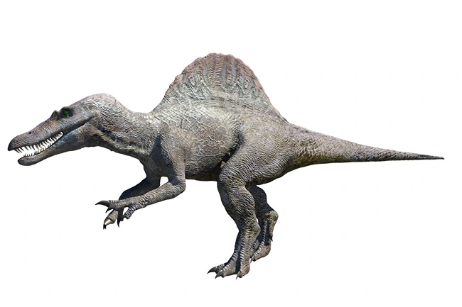 スピノサウルスのＣＧ。最大に成長すると、なんと体長１８ｍにも達したとされています。史上最大の肉食恐竜の一つです。