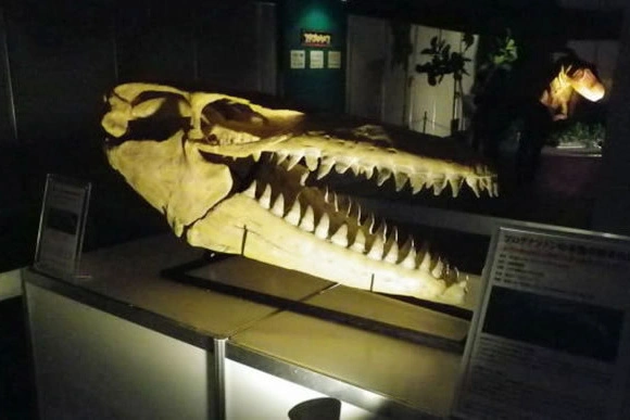 会場の雰囲気を本格的な恐竜イベントへと変えてくれます。本物の持つ圧倒的な存在感。