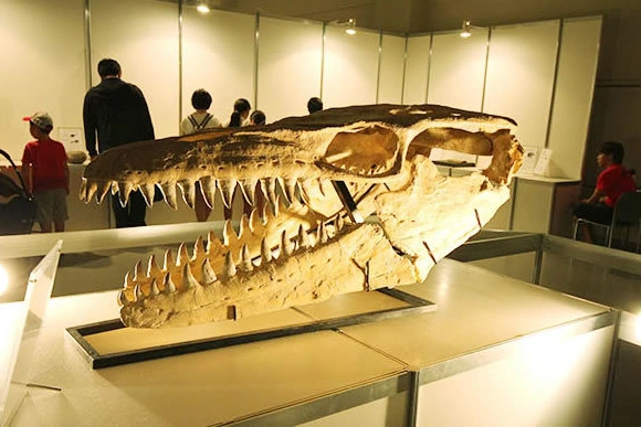 世界的に見ても希少な、頭部の立体頭骨標本。