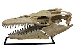 博物館級化石、モササウルス頭部骨格標本の展示