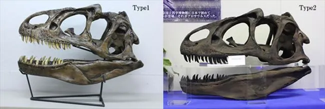 実寸大アロサウルスの頭骨レプリカのレンタル| イベント向け恐竜