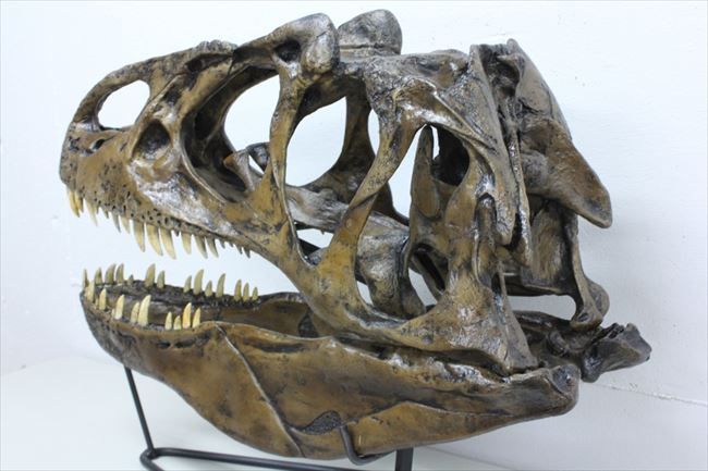 ティラノサウルスと並んで人気のあるアロサウルスの頭部化石レプリカです。
