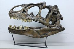 実寸大アロサウルスの頭骨レプリカのレンタル