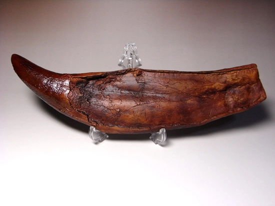 ティラノサウルスの歯のレプリカ　長いほうのカーブに沿って32ｃｍ