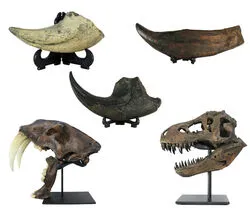 ミニ博物館計画！バラエティーに富んだレプリカ５点セットのレンタル