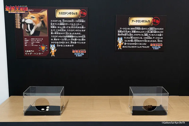 「本物の化石にさわれる」という分かりやすい訴求は、恐竜・生物・ファミリー向けイベントとの相性が高く、プロモーションにも活用しやすい体験コンテンツです。会場のテーマ性を高める展示としてご利用いただけます。