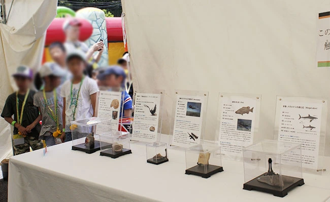 本物化石の展示も。
