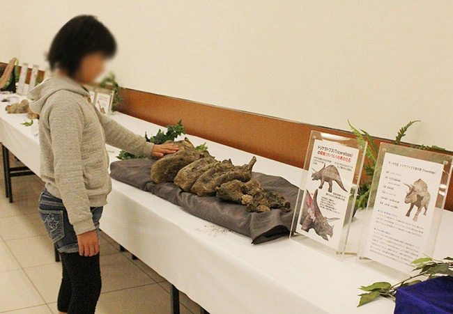 本物の化石にタッチするプレミアム体験。