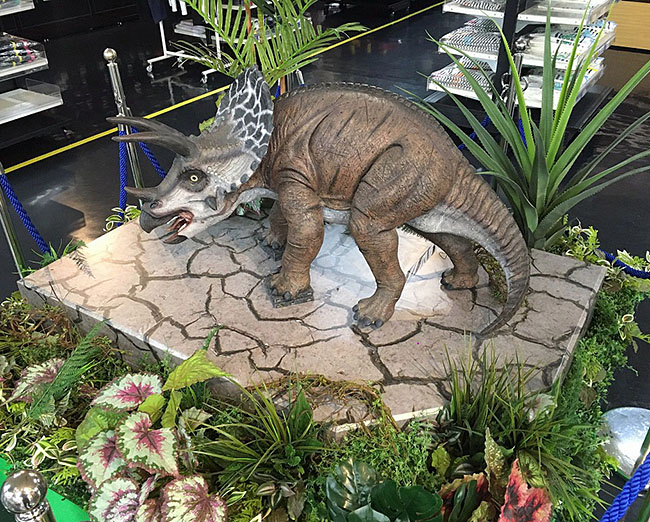 最も有名な恐竜の一つ、トリケラトプスの子供サイズのフィギュアをお店の中央に。精巧に造られているので迫力あり！