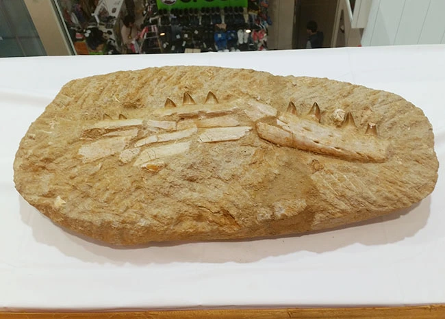 こちらはモササウルスの顎の化石です。もちろん本物の化石。