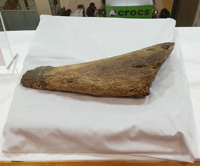 こちらは大人気恐竜トリケラトプスの本物の角の化石です。一般的にまず触ることなどできない大変高価な化石です。