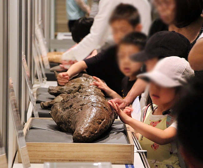 「わー。大きい」本物のトリケラトプス角化石に触れる女の子。