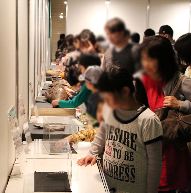 本物のティラノサウルス巨大歯化石に触る希少体験！