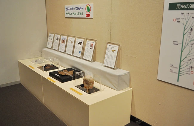 こちらはタッチできる本物化石のコーナー。