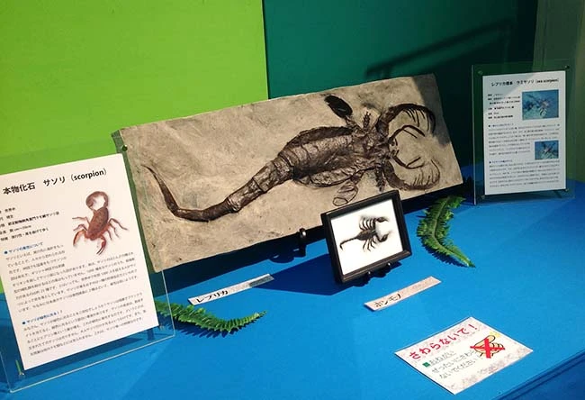 古代ウミサソリVS現代サソリセット