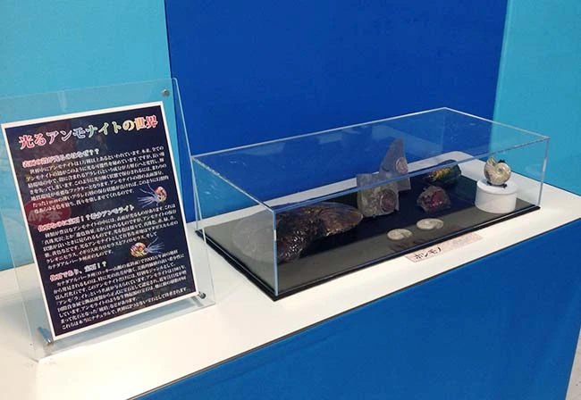 希少な光るアンモナイトを集結した展示品
