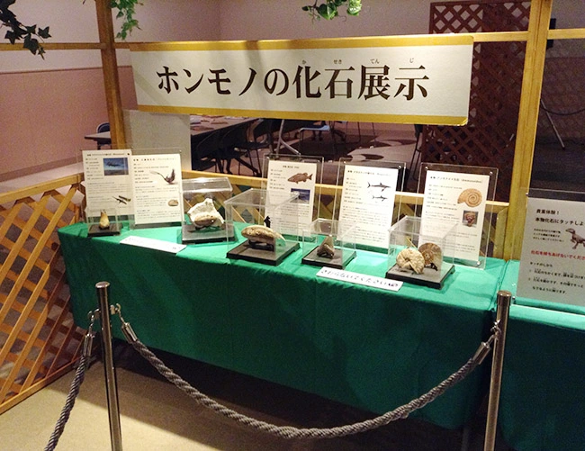 本物化石5点セット展示例