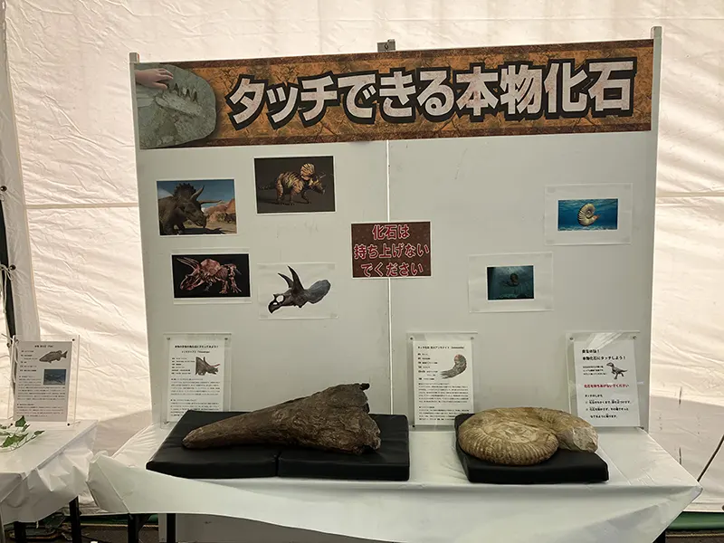 本物のトリケラトプスの角や巨大アンモナイトに触れられる、体験型イベントです。