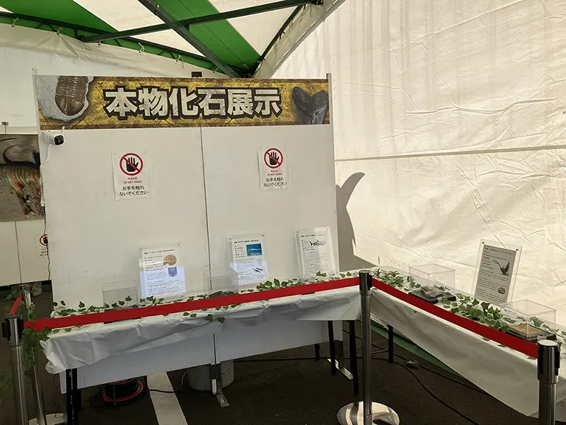 希少な本物の化石を展示する特別コーナー！