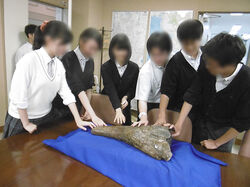 学校で本物の化石を使った授業を実施した例。 イベント成功例