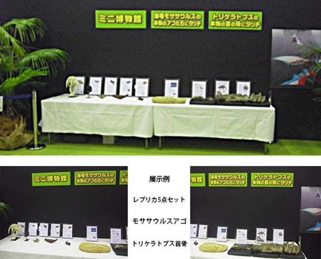 タッチ化石モササウルスのアゴ展示例示例