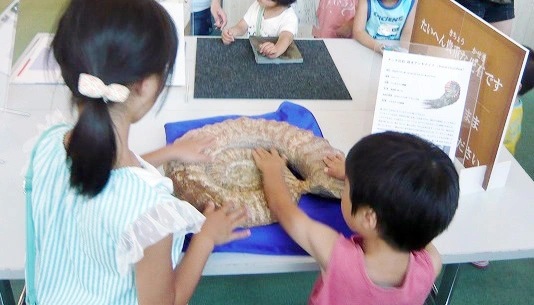 すごーい！大きなアンモナイトだ！