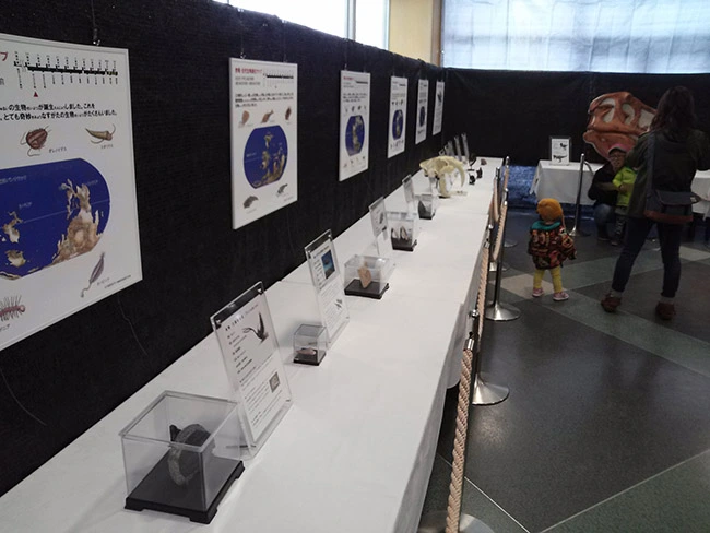 本物化石と古生物の進化パネルを同時に展示でよりわかりやすく！