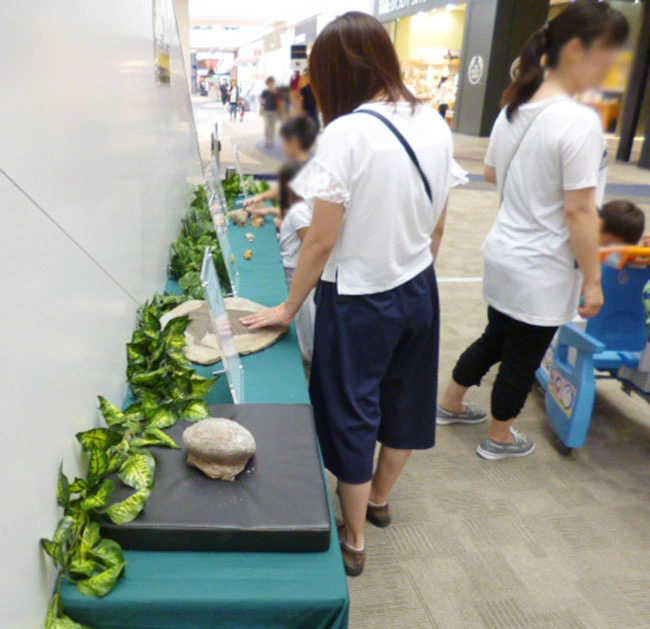 本物化石にタッチ、本物三葉虫だ！