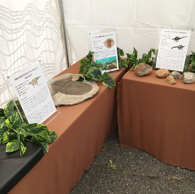 タッチ化石の展示例