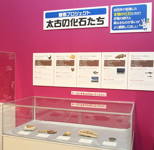 本物化石5点セット展示例