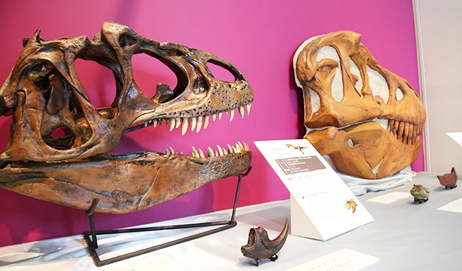 実寸大ティラノサウルスとアロサウルス、レプリカのコラボ展示