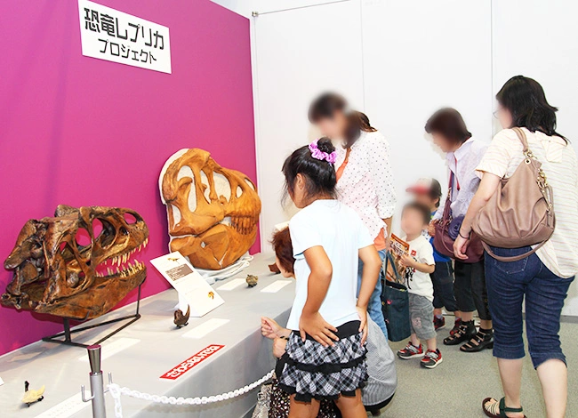 解説で大人も楽しめる！恐竜実寸頭骨レプリカ展示