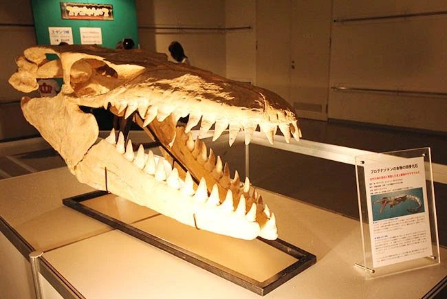 博物館級高級展示標本のプログナソドン。大迫力！