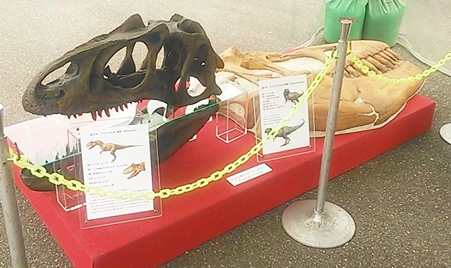 恐竜の実寸大サイズ展示は迫力があります！
