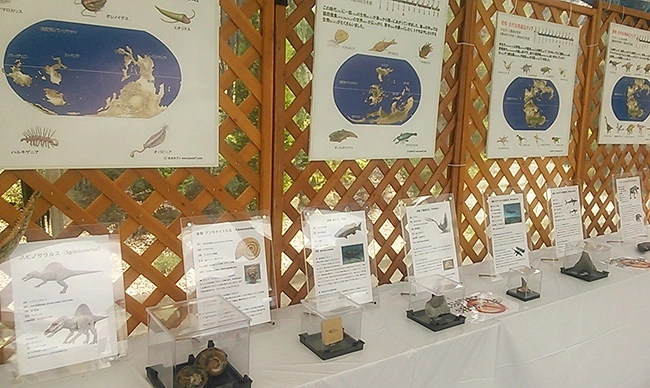 古生物進化パネルと本物化石の展示例
