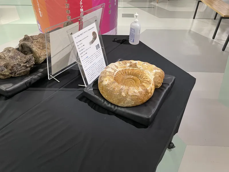 本物のアンモナイトに直接タッチできるコーナー。